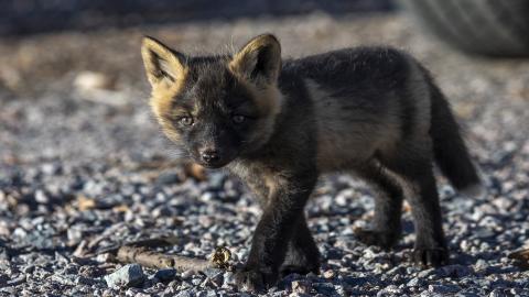 Fox pups May 5, 2024 - Bill Braden